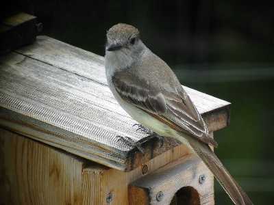 Ash Throated Flycatcher at Nest Box