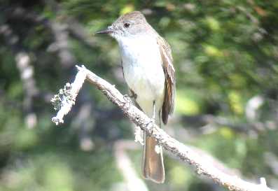 Ash-throated Flycatcher