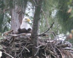 Eagle at Nest