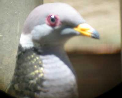 Band-tailed Pigeon Head
