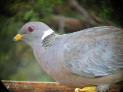 Band-tailed Pigeon at Feeder