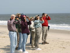 Beach Birding