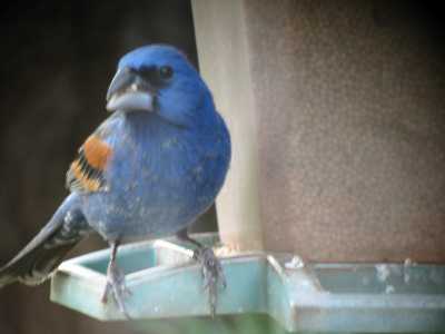 Blue Grosbeak at feeder