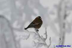 Black Rosy-finch