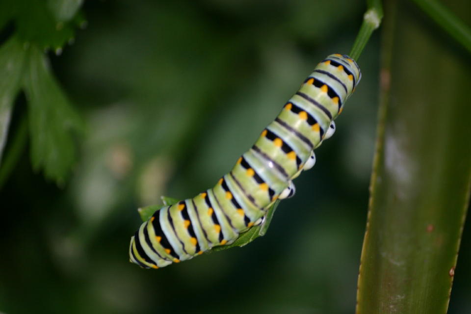 July 10 Late stage Instar