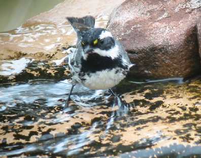 Black-throated Gray Warbler