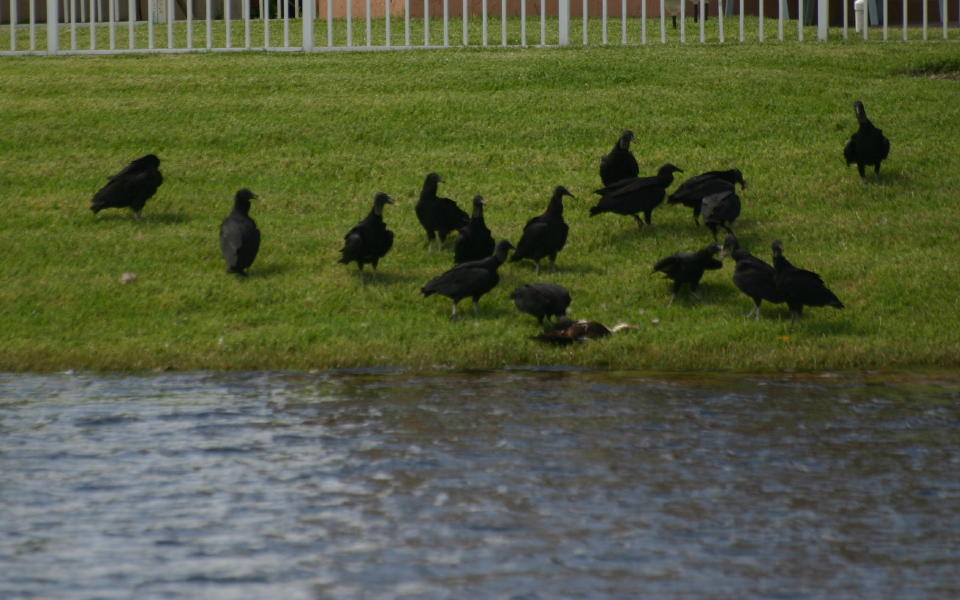 Vulture feast