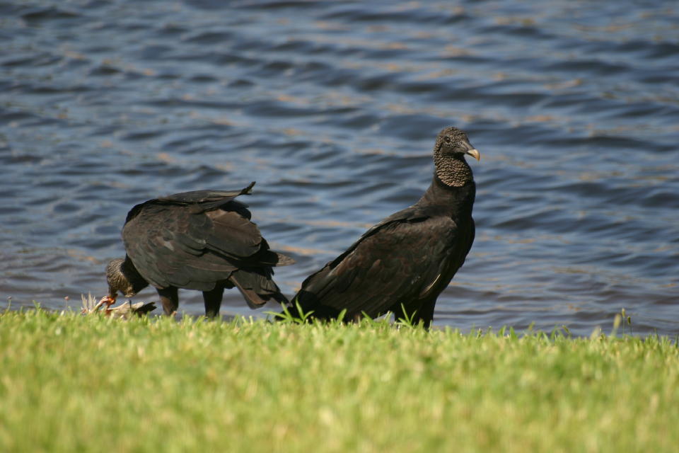 Black Vultures at White Ibis carcass