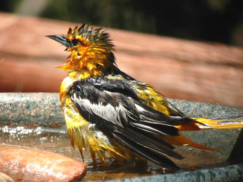 Bullocks Oriole