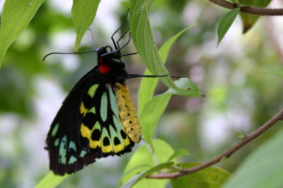 Butterfly, species unkonwn