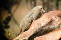 Canyon Towhee in December