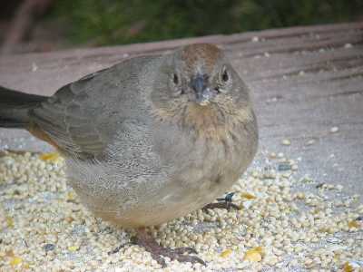 Canyon Towhee