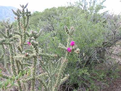 Cholla in Bloom