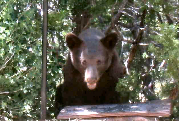 Yearling Black Bear