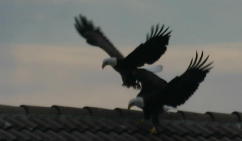 Eagles Courting