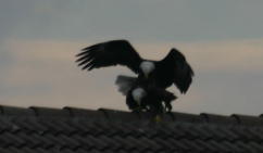 Eagles mating