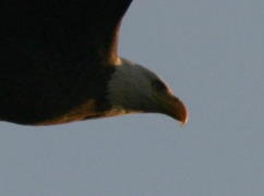 Head of Flying Eagle
