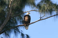 Eagle roosting in Australian Pine