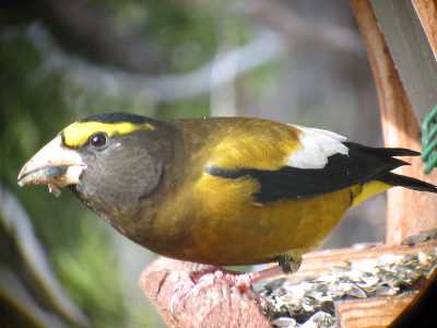 Male Evening Grosbeak