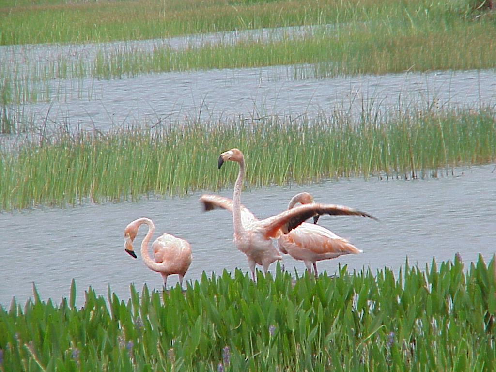 Flamingos in West Broward County