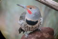 Male Northern Flicker