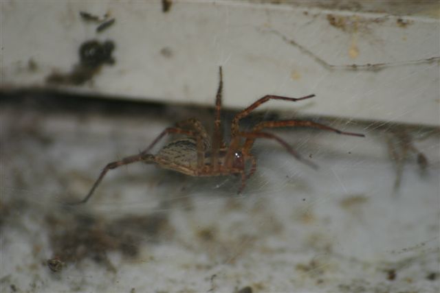 spider grass spiders rosyfinch whose