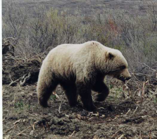 Grizzly with Porcupine Quills