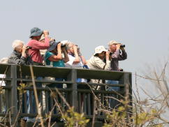 Hawk Watch Birders