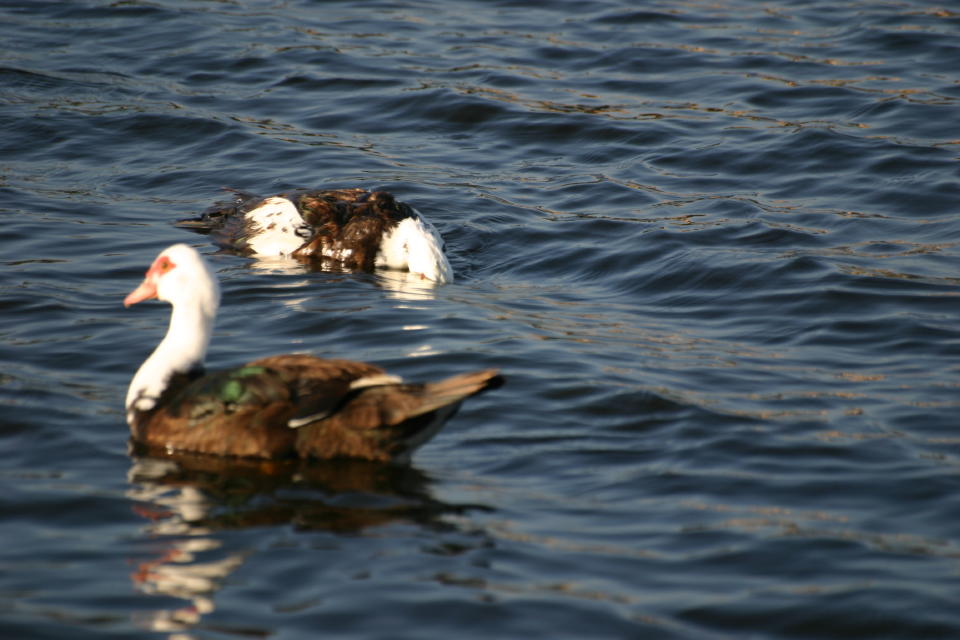 Head submerged