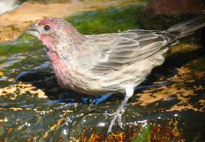 House Finch