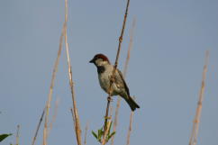 House Sparrow, Male