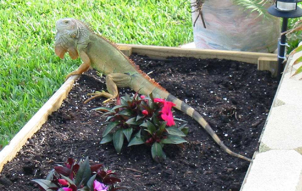 Green Iguana