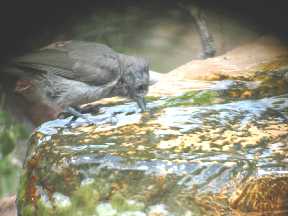 Juniper Titmouse