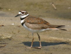 Kildeer, Adult