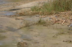 Killdeer with four chicks