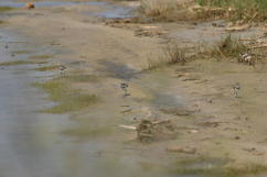 Killdeer with four chicks