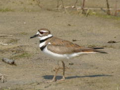 Adult Killdeer