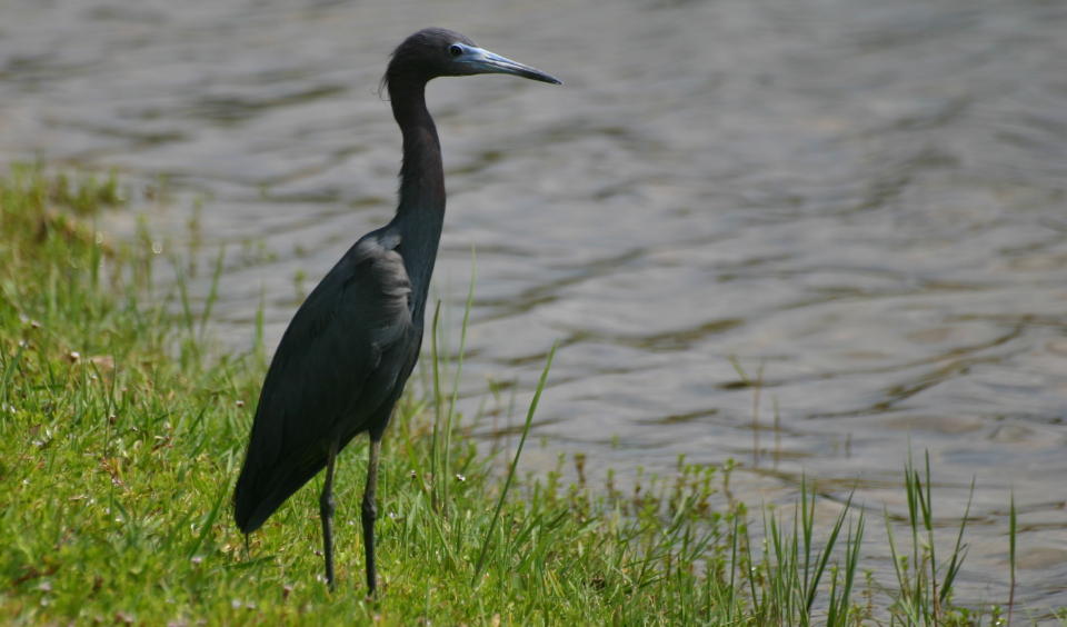 Little Blue Heron