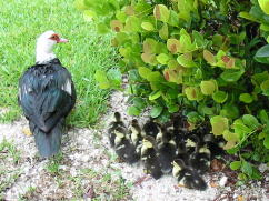 Mama Muscovy with 14 ducklings