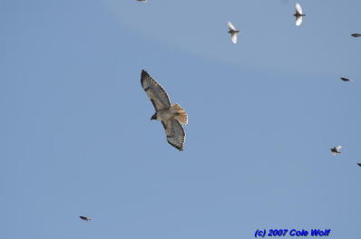 Red-tailed Hawk mobbed by Rosy-finches