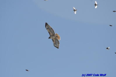 Rosy-finches mobbing Redtail