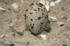 Oystercatcher Egg