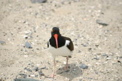 Oystercatcher Bill, frontal view