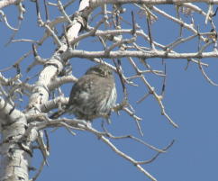 Northern Pygmy-owl 09 FEB 05