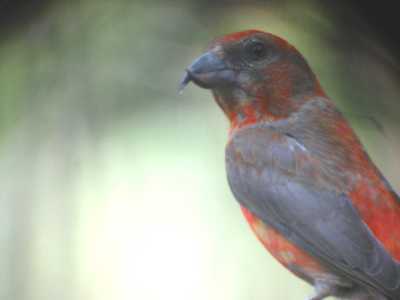 Red Crossbill