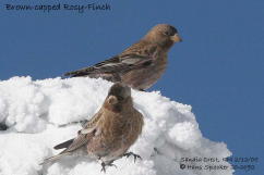 Hans Spiecker's Brown-capped Rosy-finch