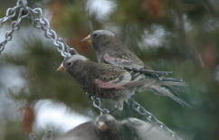 Detail view of 2 Black Rosy-finches at feeder 23 FEB 04