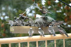 Black Rosy-finches at Deck feeder 23 FEB 04