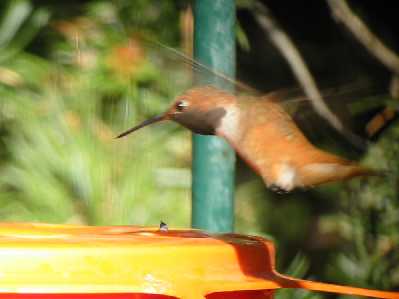 Rufous Hummingbird3