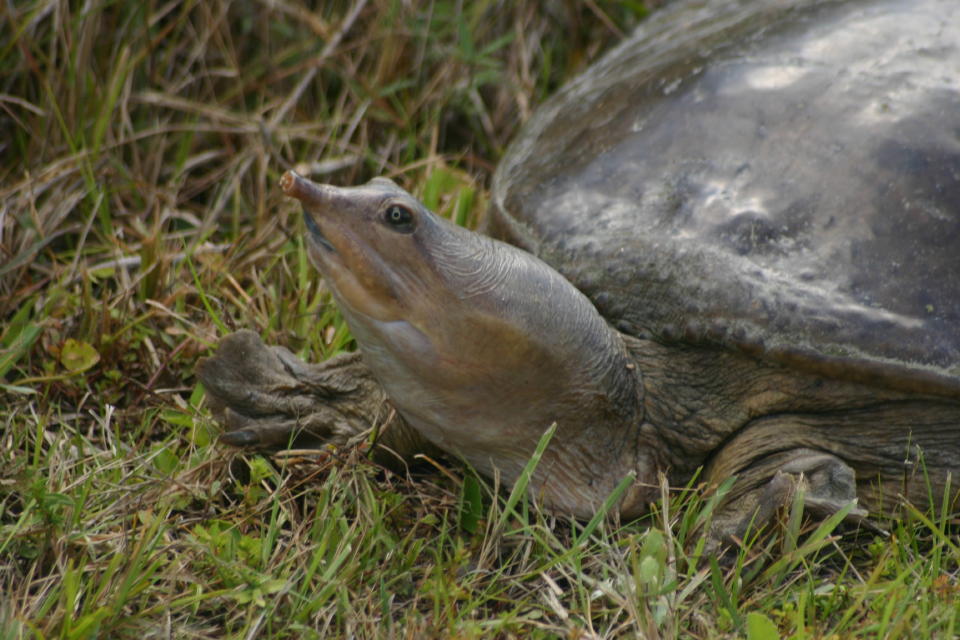 Soft-shelled Turtles